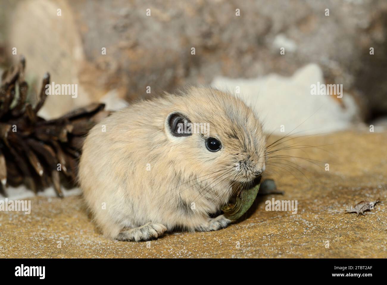 Gundi (Ctenodactylus gundi), giovanile, presenza in Nord Africa Foto Stock