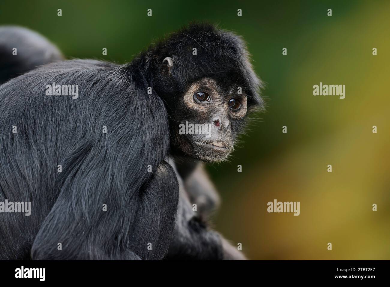 Scimmia ragno con testa nera (Ateles fusciceps rufiventris, Ateles fusciceps robustus) Foto Stock