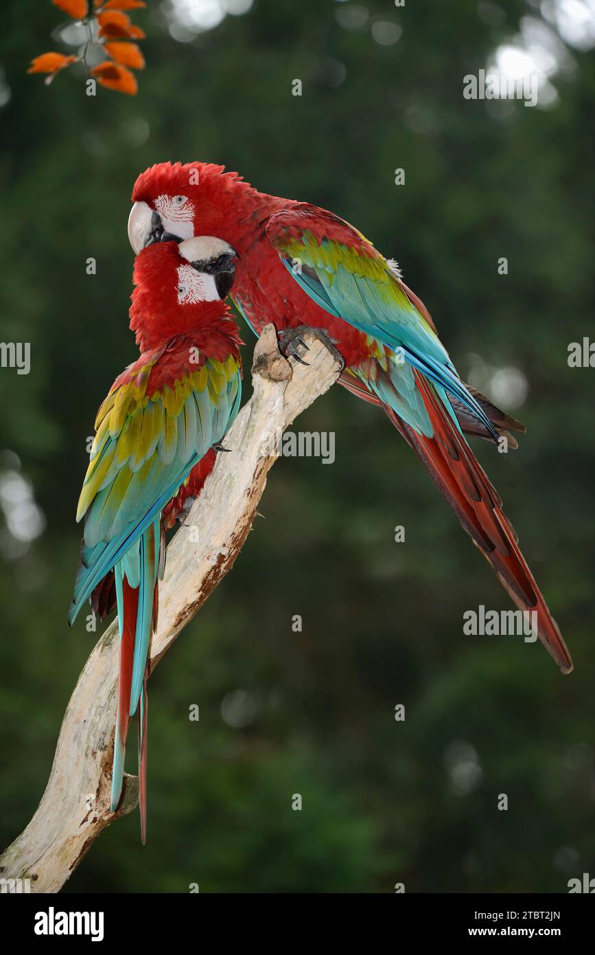 Macaw rosso scuro o macaw con ali verdi (Ara chloropterus, Ara chloroptera), coppia Foto Stock