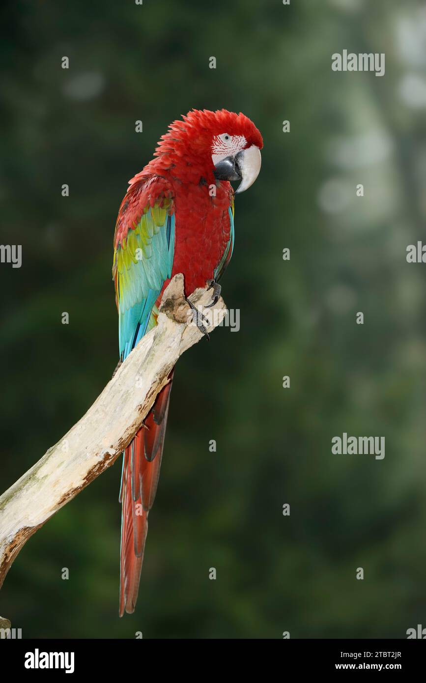 Macaw rosso scuro o macaw alato verde (Ara chloropterus, Ara chloroptera) Foto Stock