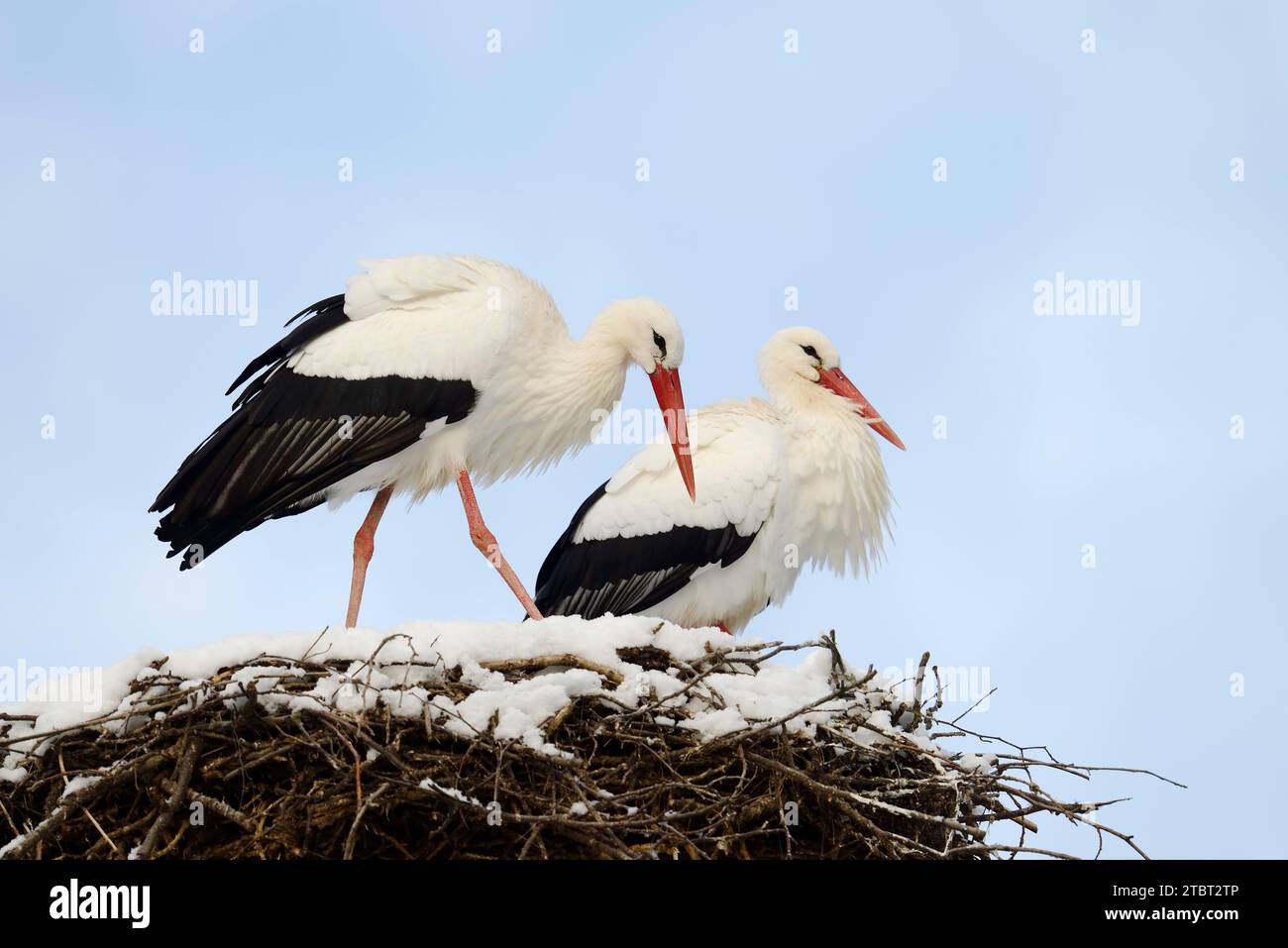 Cicogna bianca (Ciconia ciconia), coppia sul nido con neve, Sassonia, Germania Foto Stock