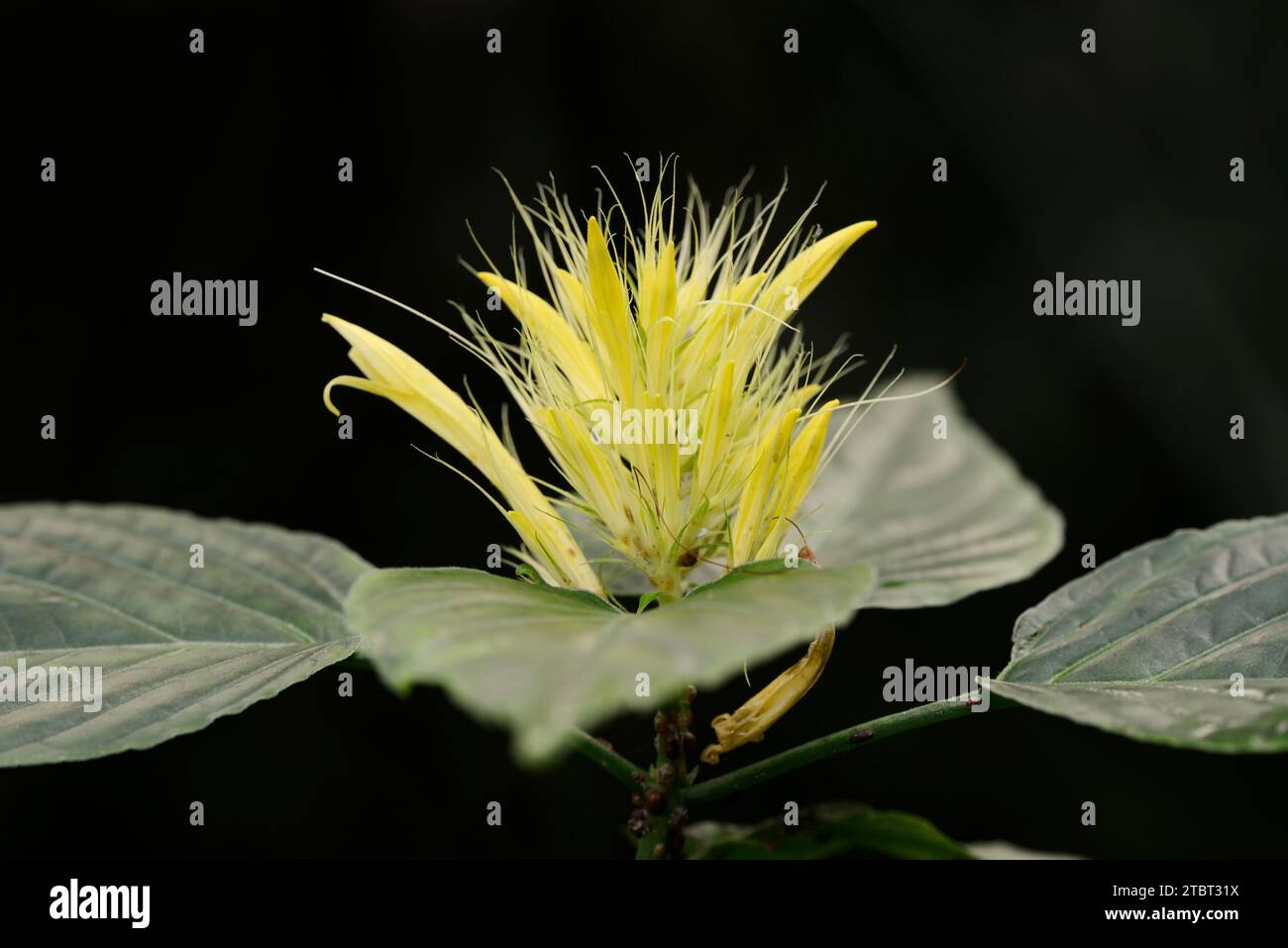 Piuma d'oro (Schaueria flavicoma, Schaueria calycotricha), inflorescenza, originaria del Brasile Foto Stock