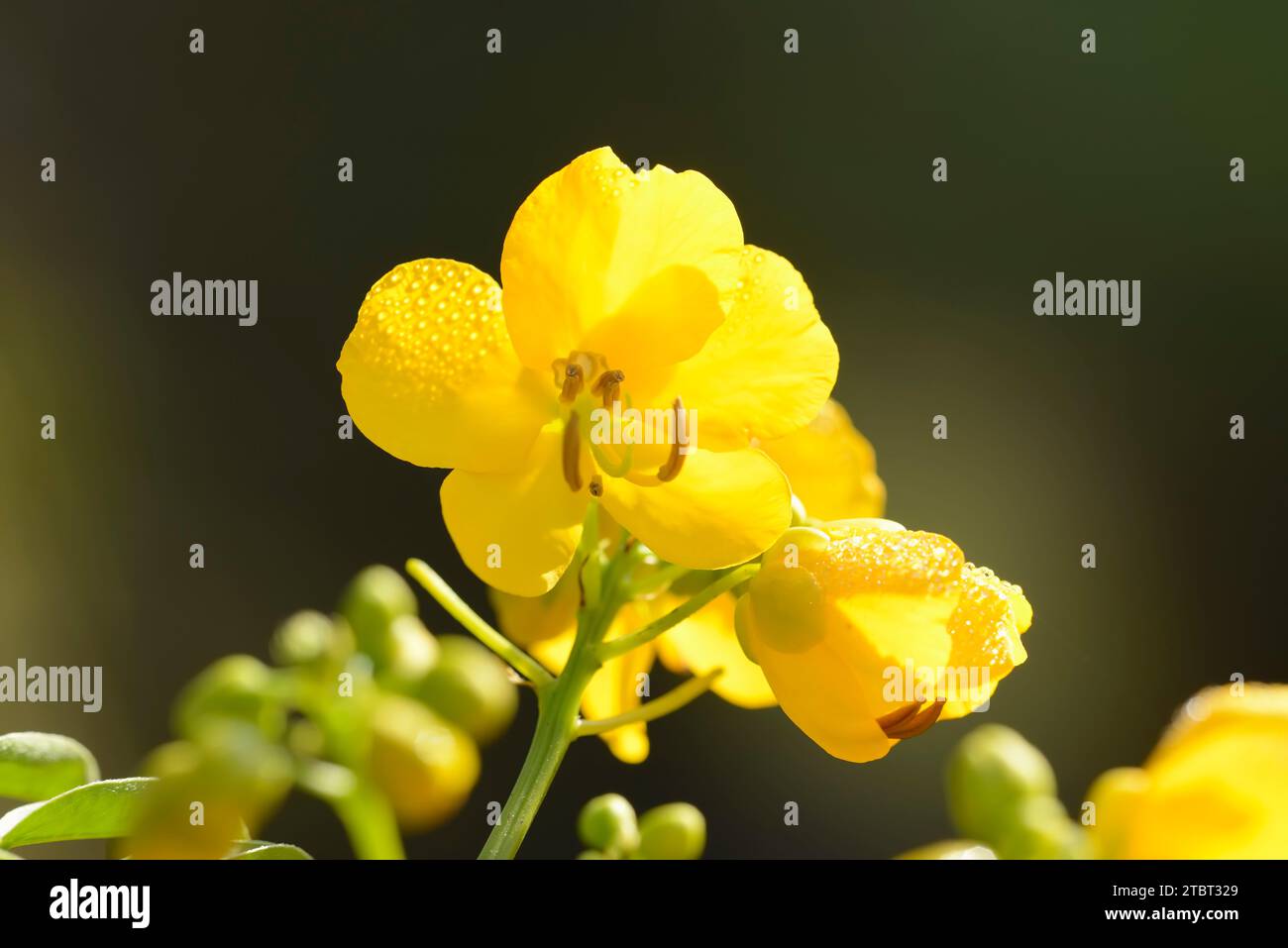 senna argentina (Senna corymbosa), fiore Foto Stock