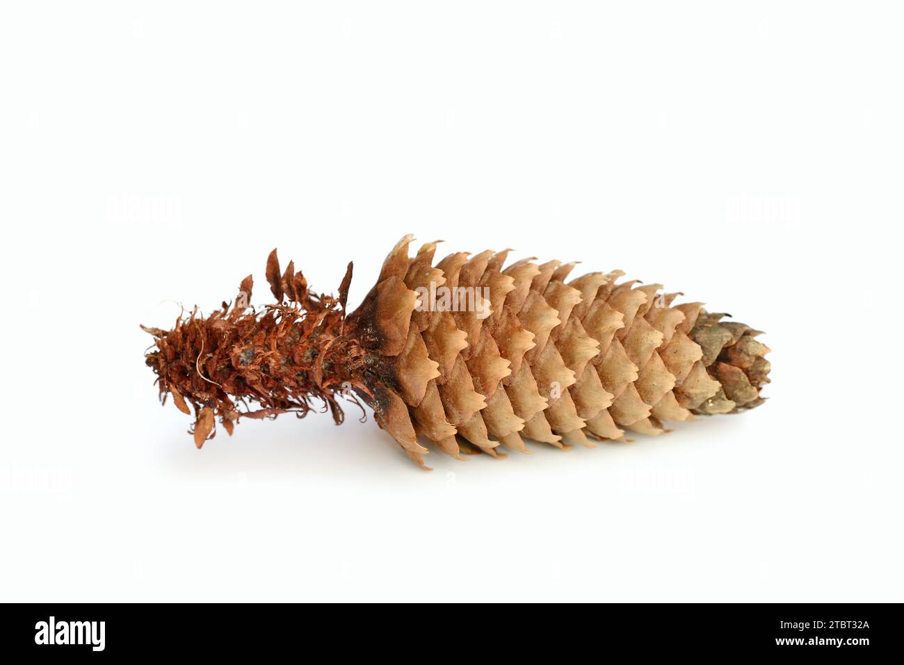 Abete rosso (Picea abies), coni, asportati da scoiattolo (Sciurus vulgaris) Foto Stock