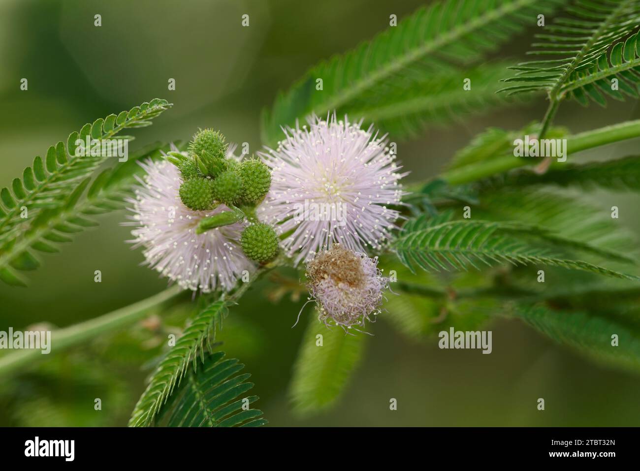 Mimosa pudica (Mimosa pudica), originaria del Sud America Foto Stock