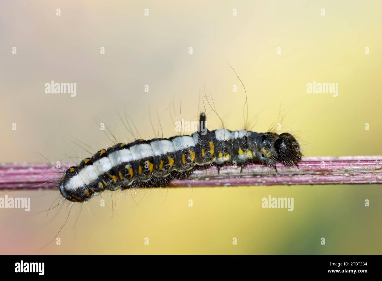 Arrow Owl (Acronicta psi), caterpillar in autunno, Renania settentrionale-Vestfalia, Germania Foto Stock