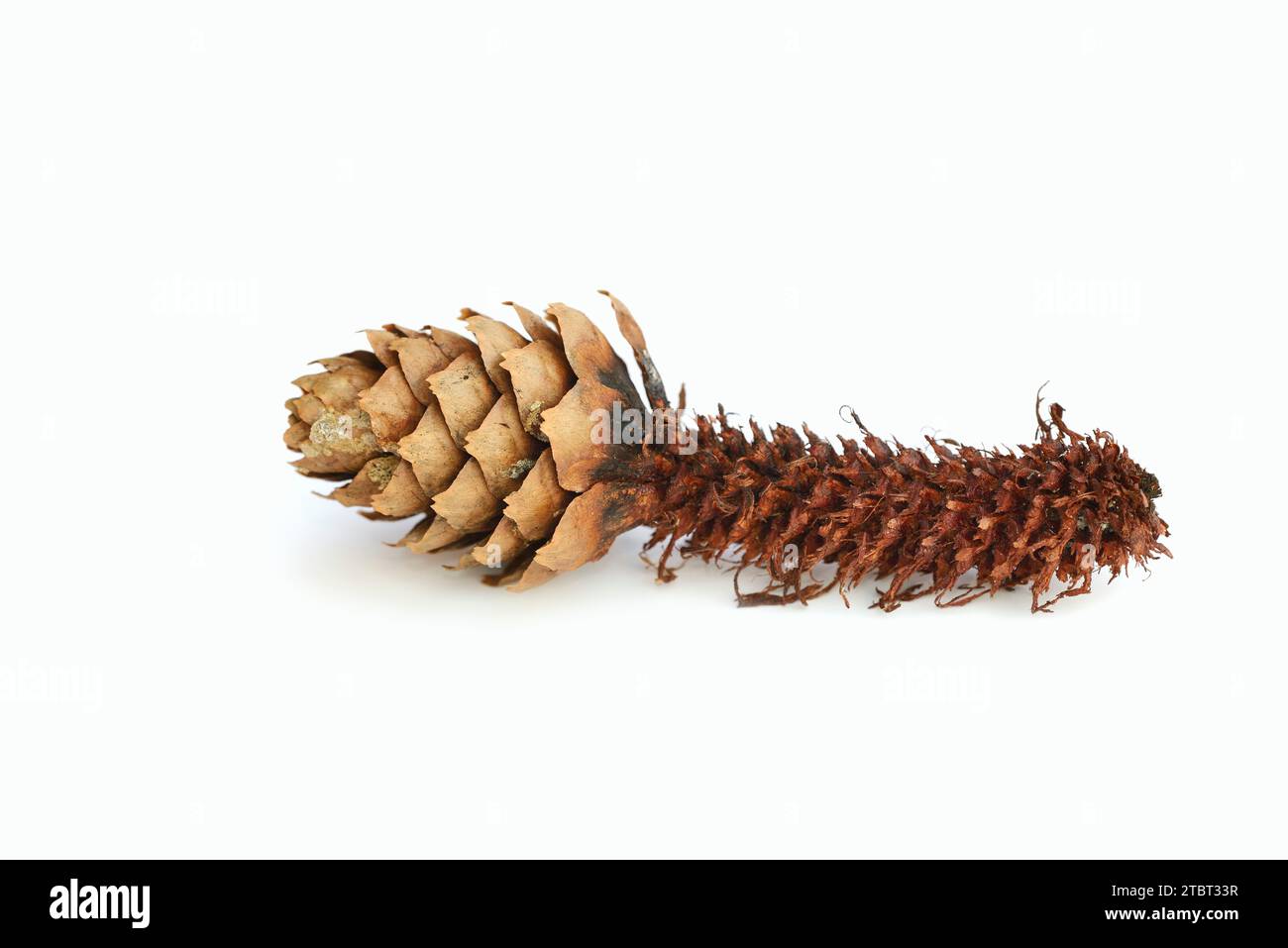 Abete rosso (Picea abies), coni, asportati da scoiattolo (Sciurus vulgaris) Foto Stock