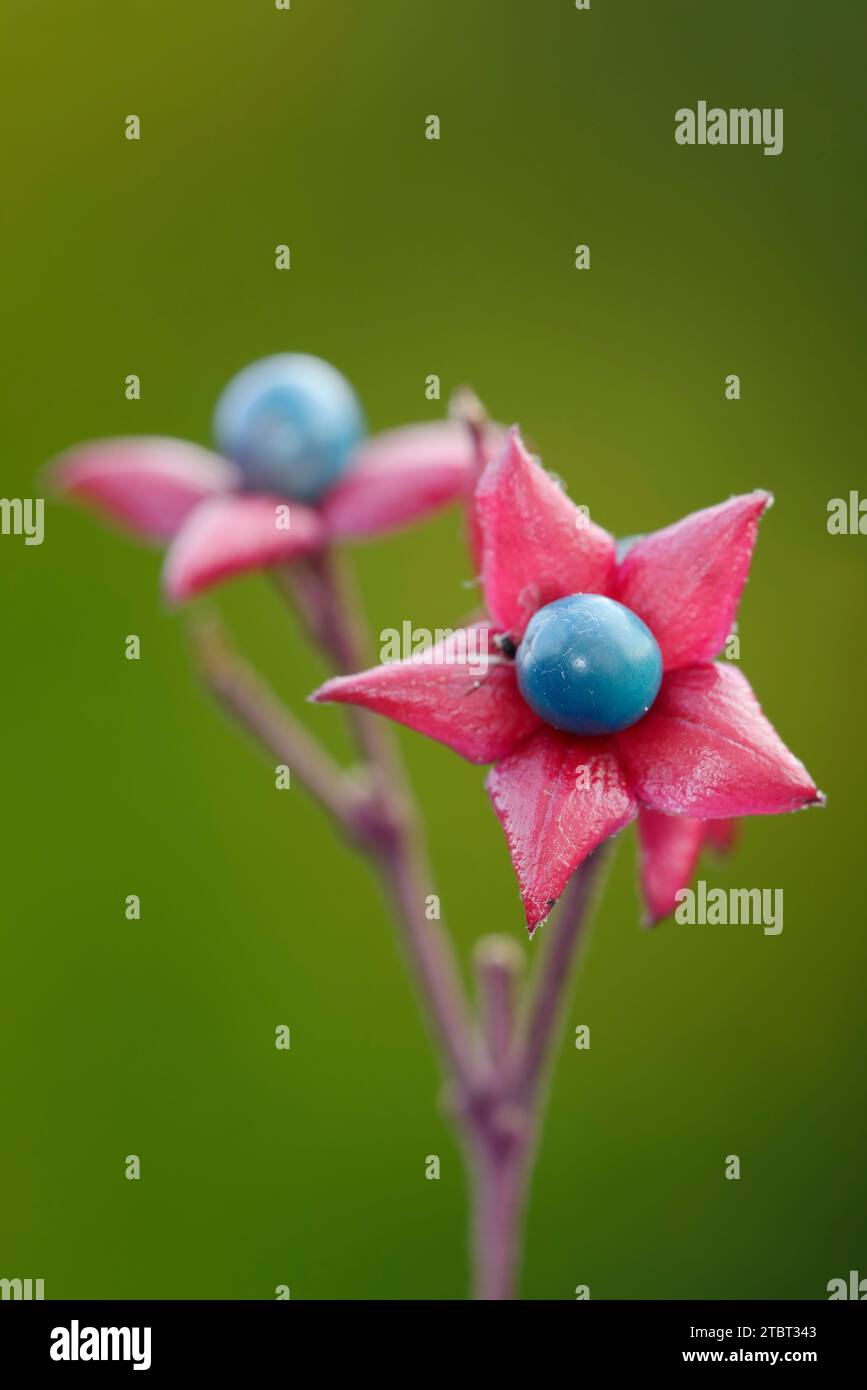 Albero di loto giapponese (Clerodendrum trichotomum), banco di frutta Foto Stock