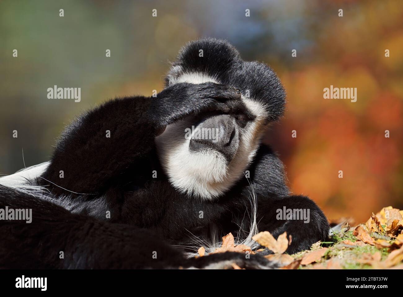 Mantelaffe o guereza (Colobus guereza) Foto Stock