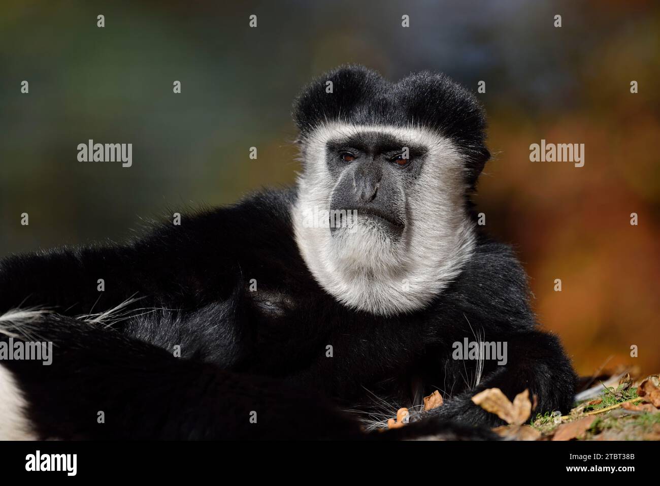 Mantelaffe o guereza (Colobus guereza) Foto Stock