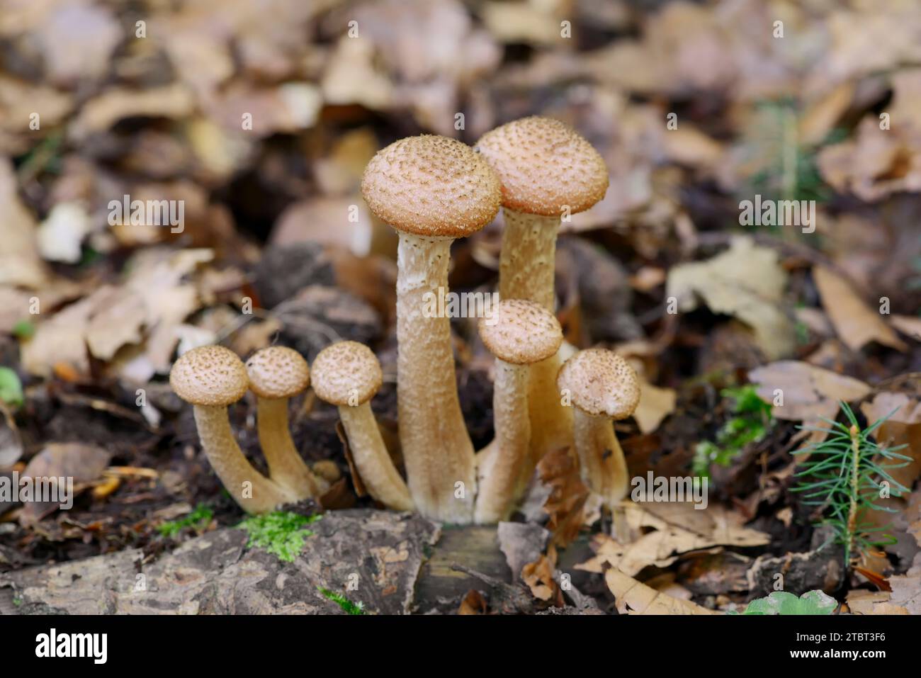 Allimash comune (Armillaria ostoyae), Renania settentrionale-Vestfalia, Germania Foto Stock