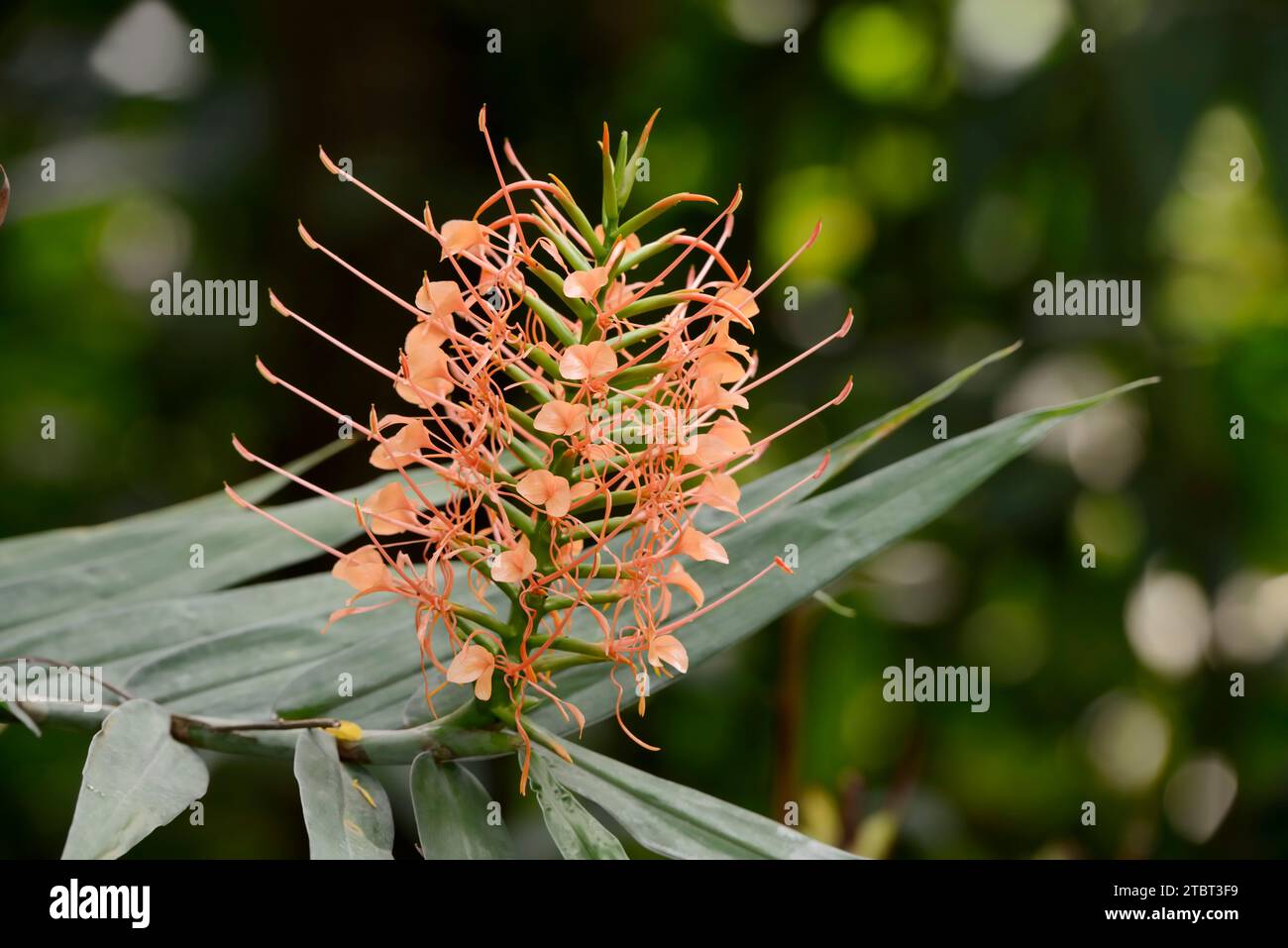 Zenzero scarlatto (Hedychium coccineum), infiorescenza Foto Stock