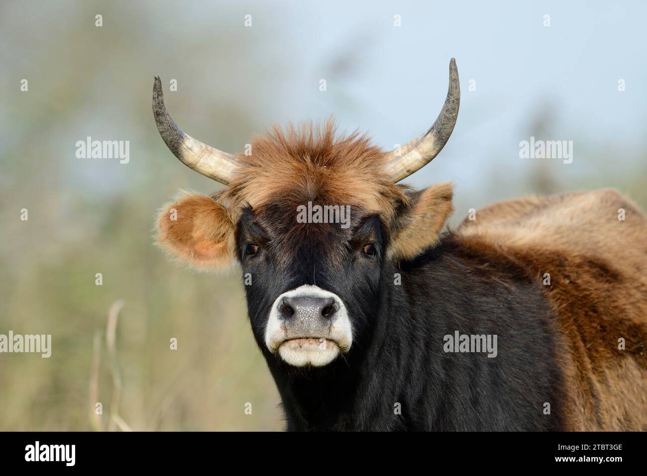 Heck Cattle (Bos primigenius F. taurus), Renania settentrionale-Vestfalia, Germania Foto Stock