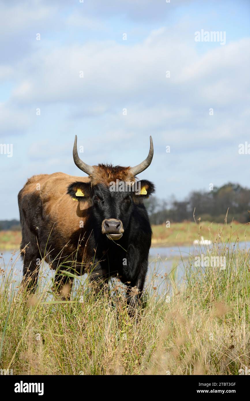 Heck Cattle (Bos primigenius F. taurus), mucca, Renania settentrionale-Vestfalia, Germania Foto Stock