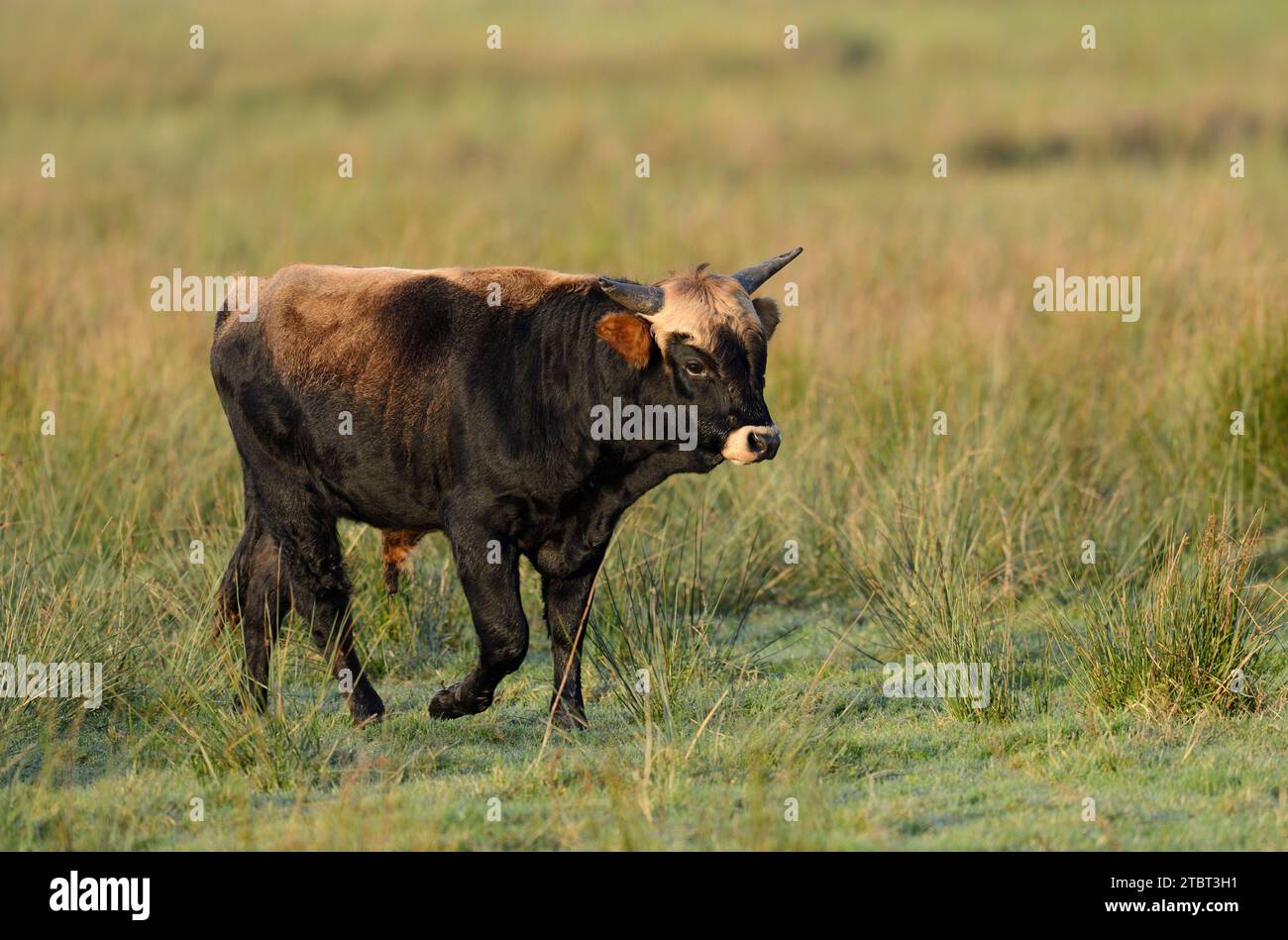 Heck Cattle (Bos primigenius F. taurus), Bull, North Rhine-Westphalia, Germania Foto Stock