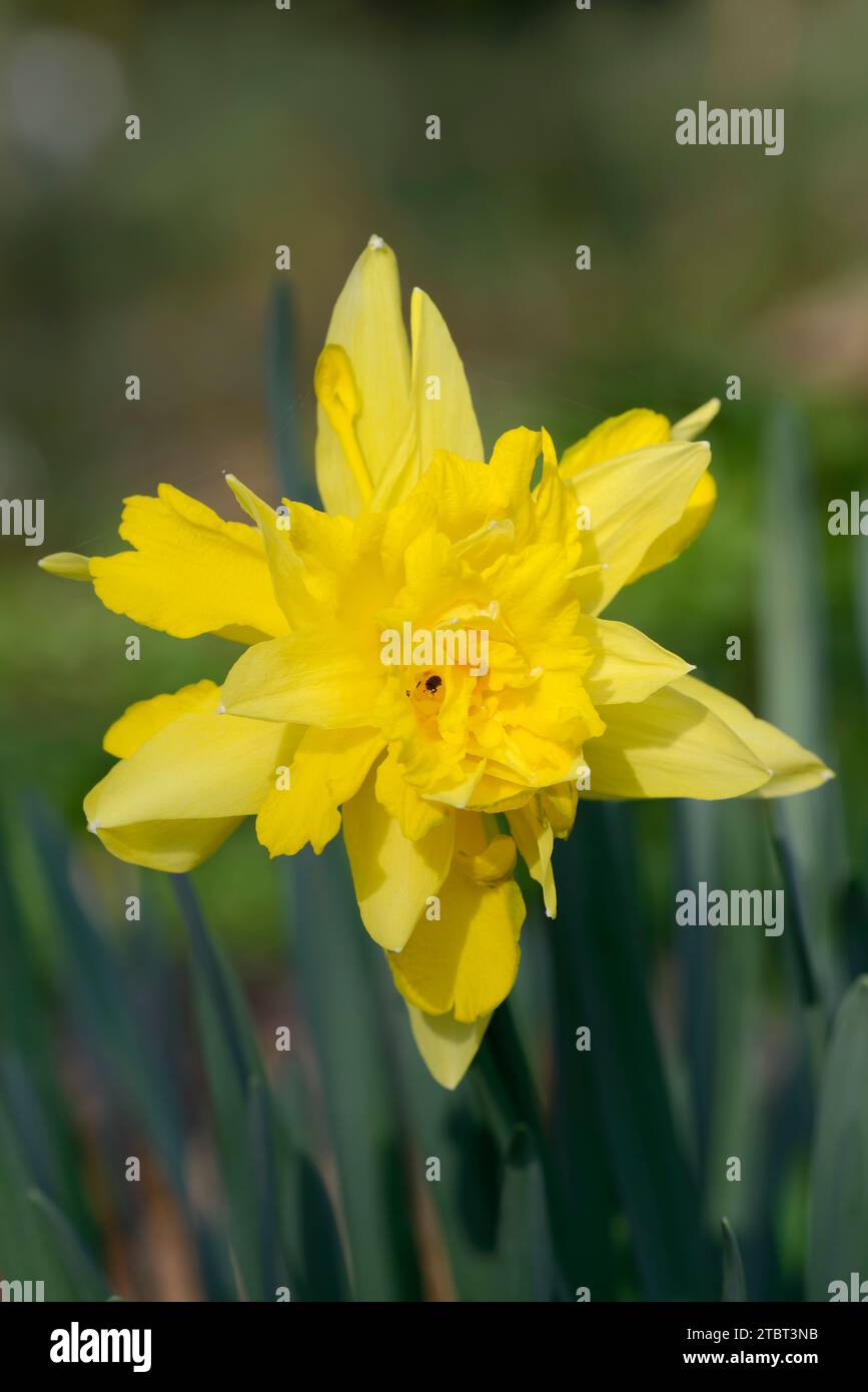 Daffodil o narciso giallo (Narcissus pseudonarcissus), Renania settentrionale-Vestfalia, Germania Foto Stock