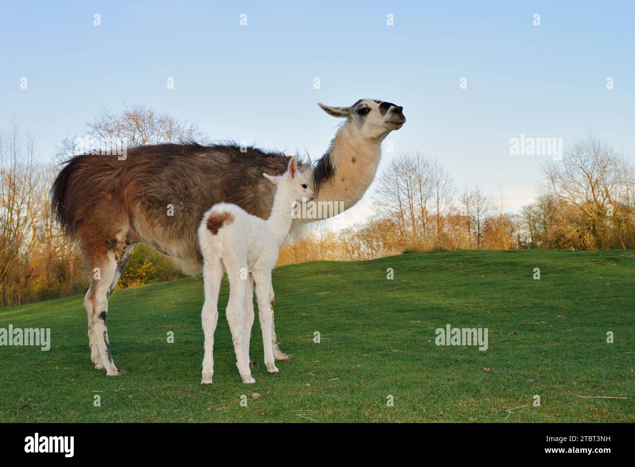 Lama (Lama glama), femmina con cucciolo neonato Foto Stock