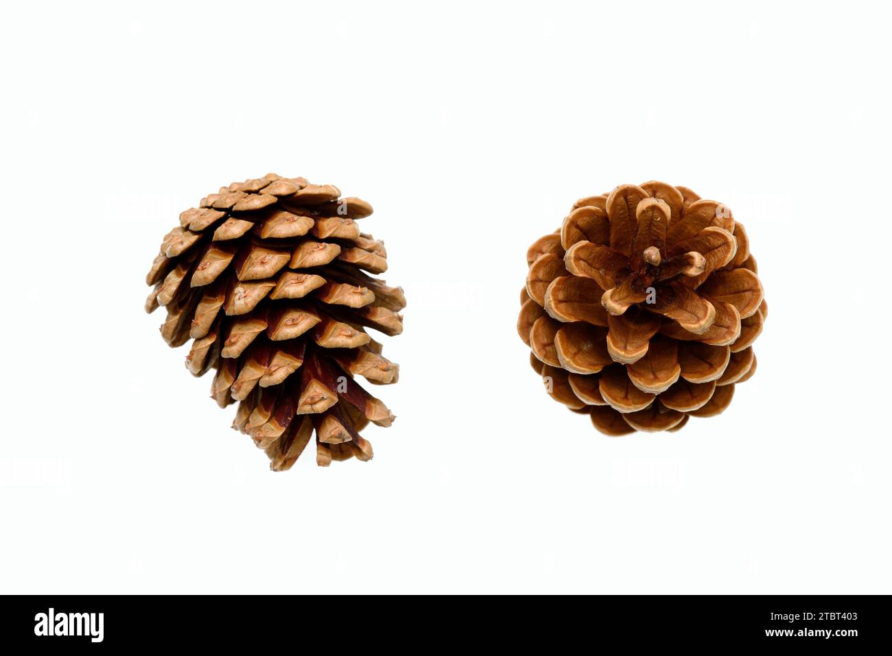 Pino scozzese (Pinus sylvestris), coni Foto Stock