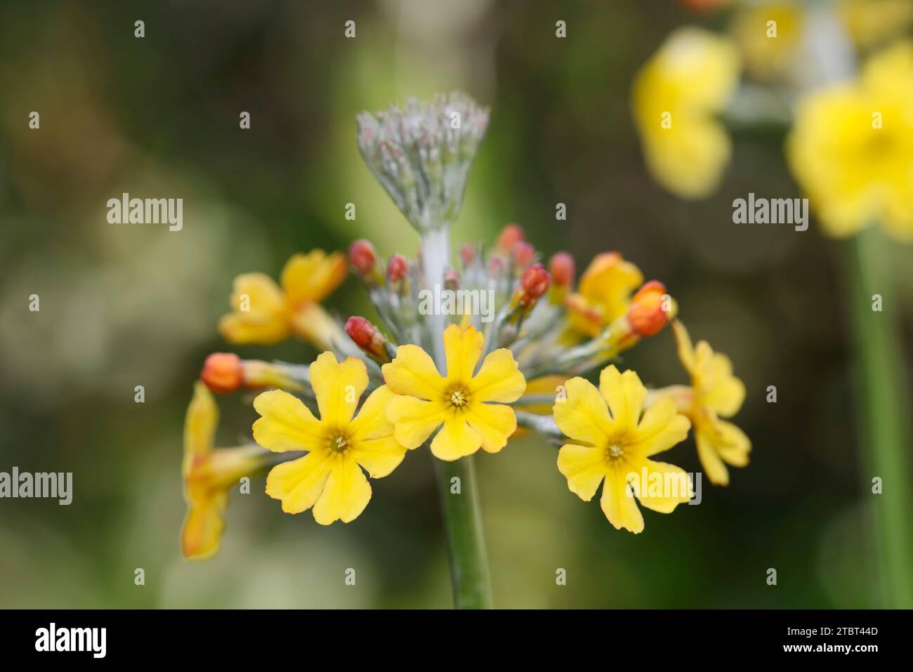 Cowslip di Bulley (Primula bulleyana) Foto Stock