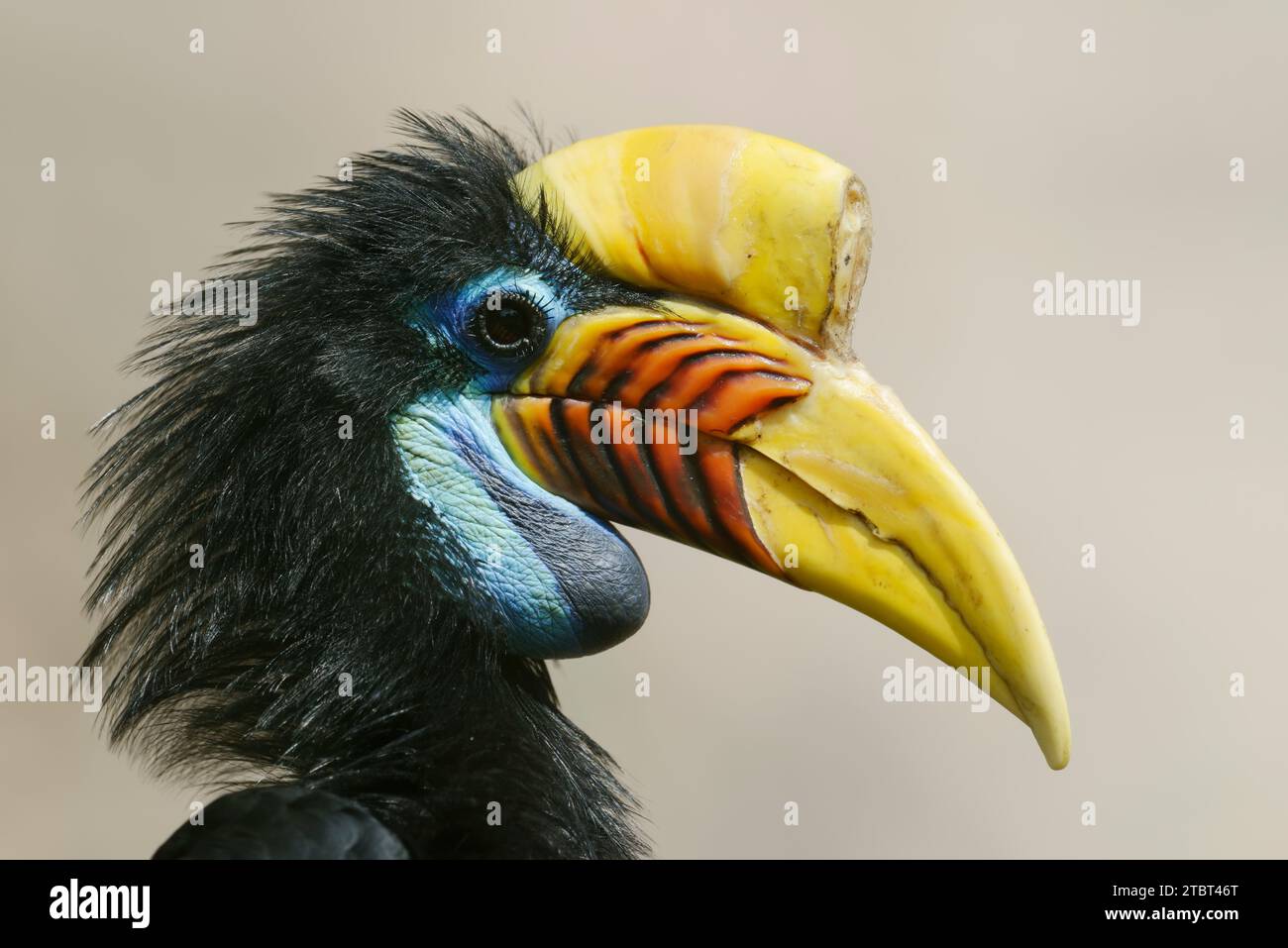 Celebes hornbill (Rhyticeros cassidix), femmina Foto Stock