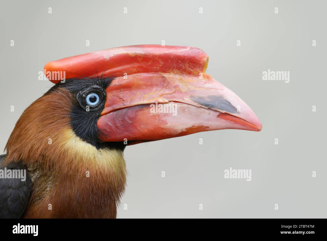 Fire Hornbill (Buceros hydrocorax), ritratto, ricorrenza nelle Filippine Foto Stock