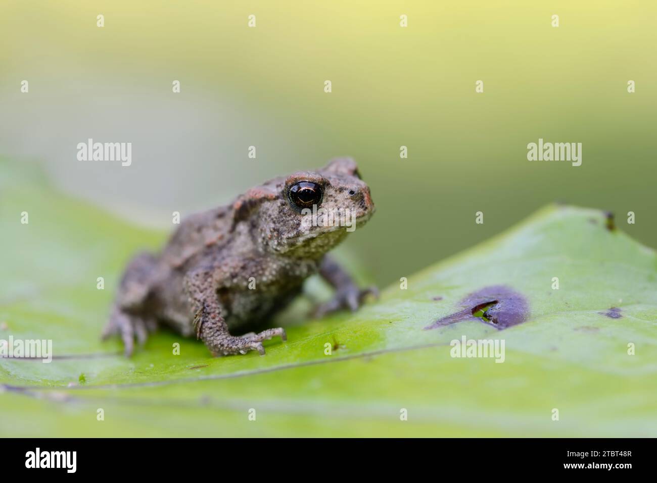 Comune (Bufo bufo), giovanile, Renania settentrionale-Vestfalia, Germania Foto Stock