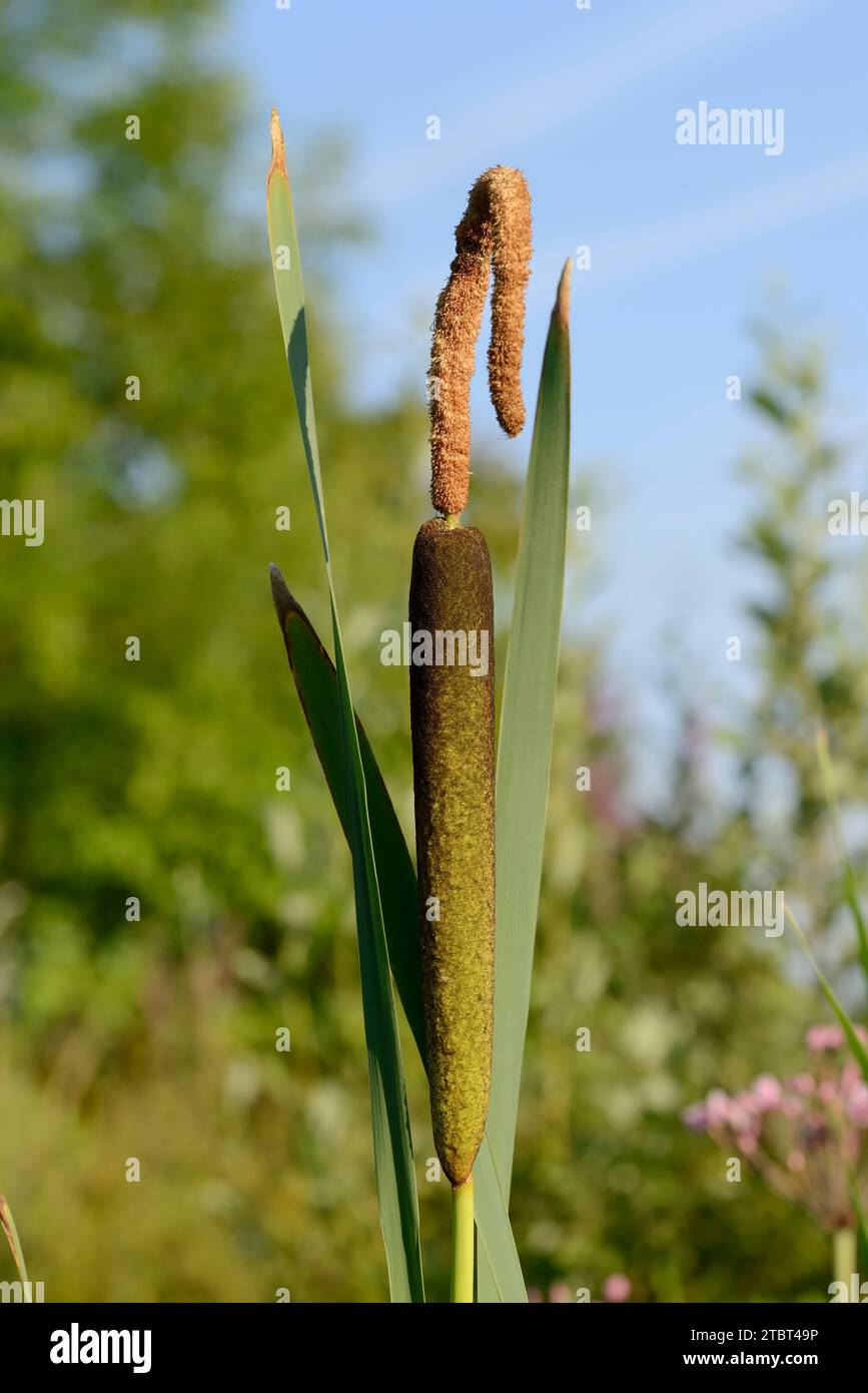 Bulrush a foglie larghe (Typha latifolia), Renania settentrionale-Vestfalia, Germania Foto Stock