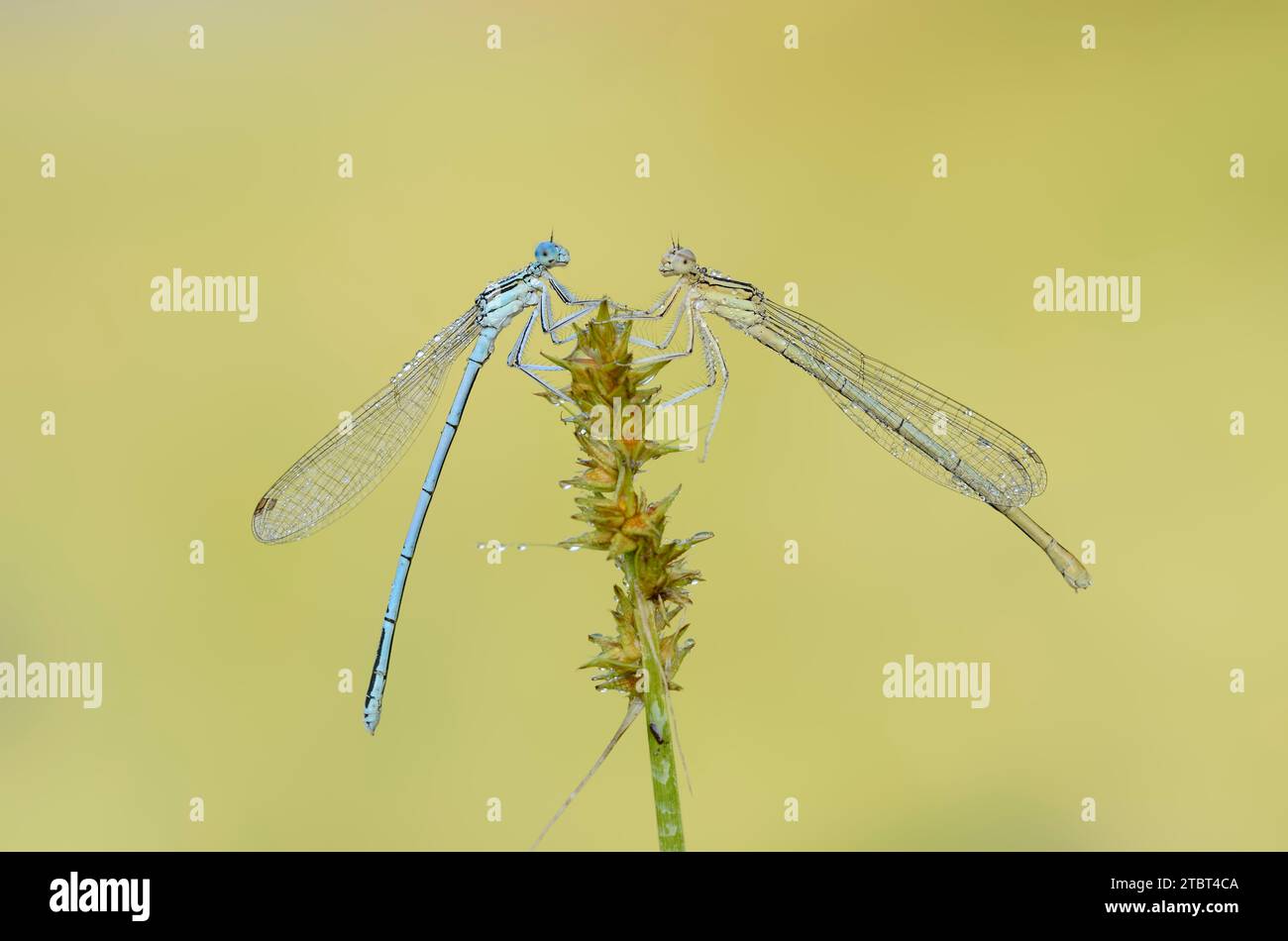 Blue damselfly (Platycnemis pennipes), femmina e maschio, Renania settentrionale-Vestfalia, Germania Foto Stock