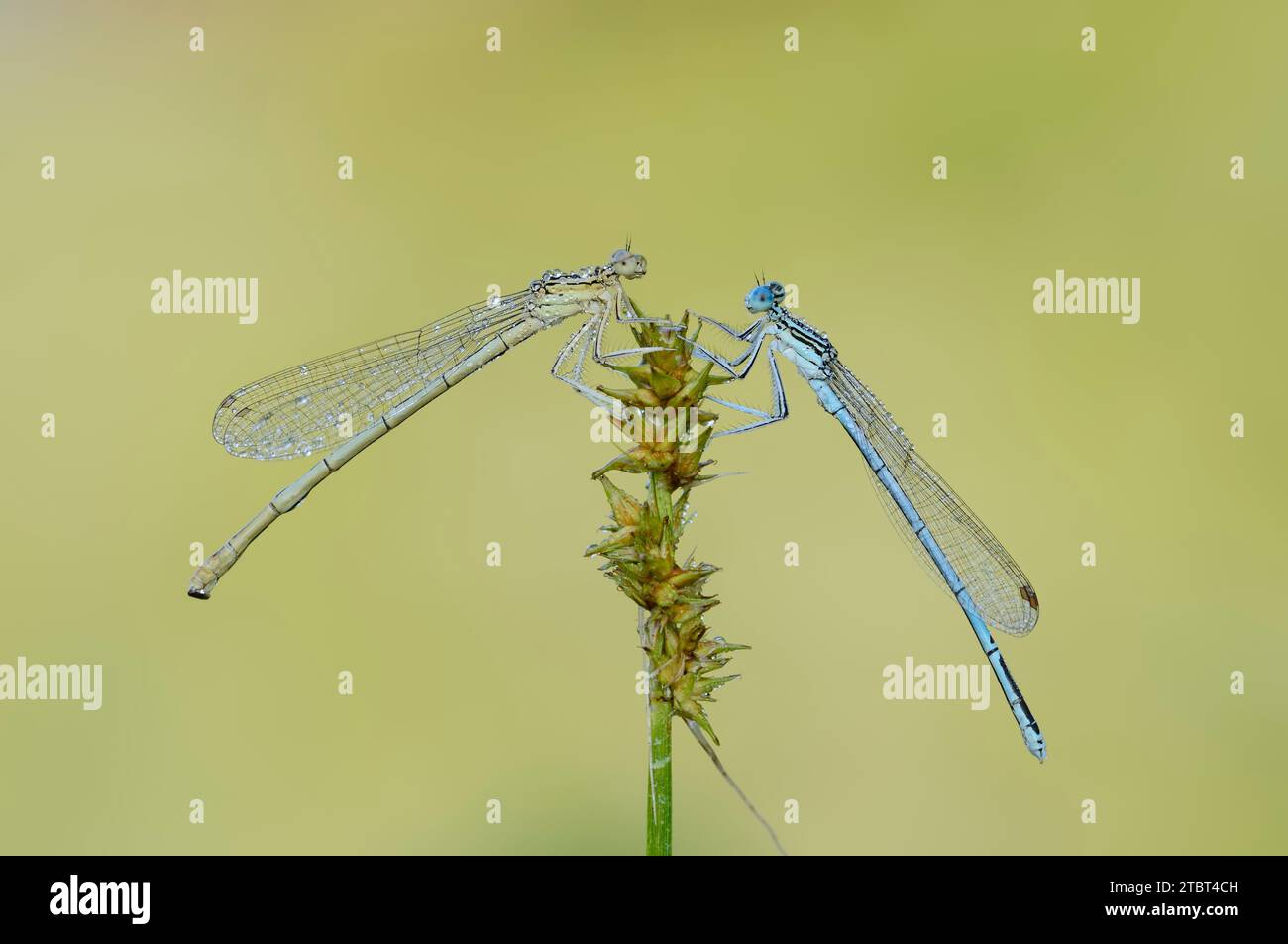 Blue damselfly (Platycnemis pennipes), femmina e maschio, Renania settentrionale-Vestfalia, Germania Foto Stock