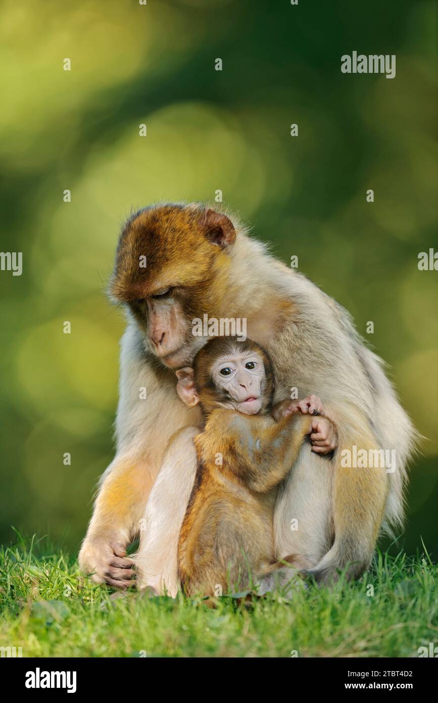Barbary macaque o magot (Macaca sylvanus), femmina con giovane Foto Stock