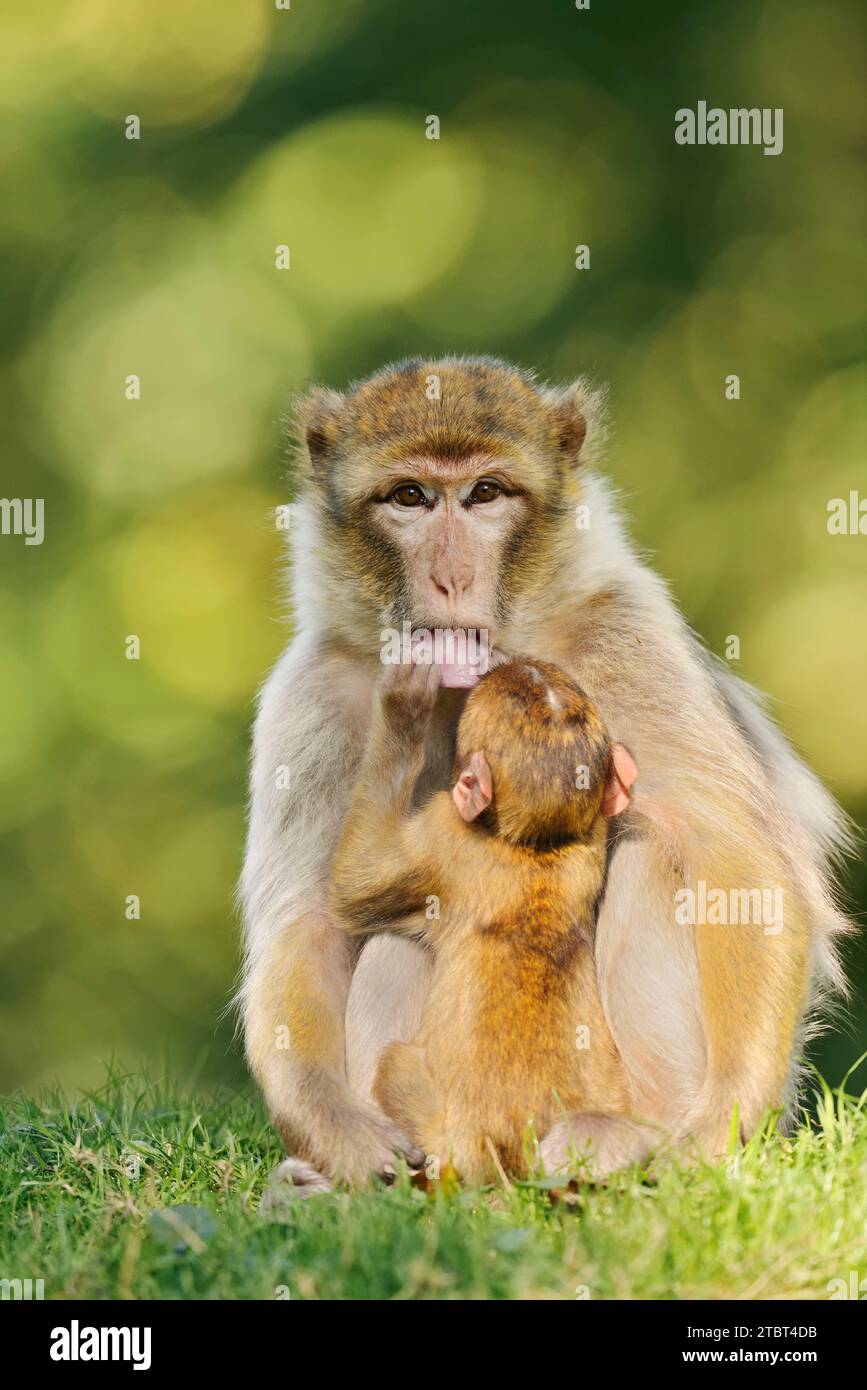 Barbary macaque o magot (Macaca sylvanus), femmina con giovane Foto Stock