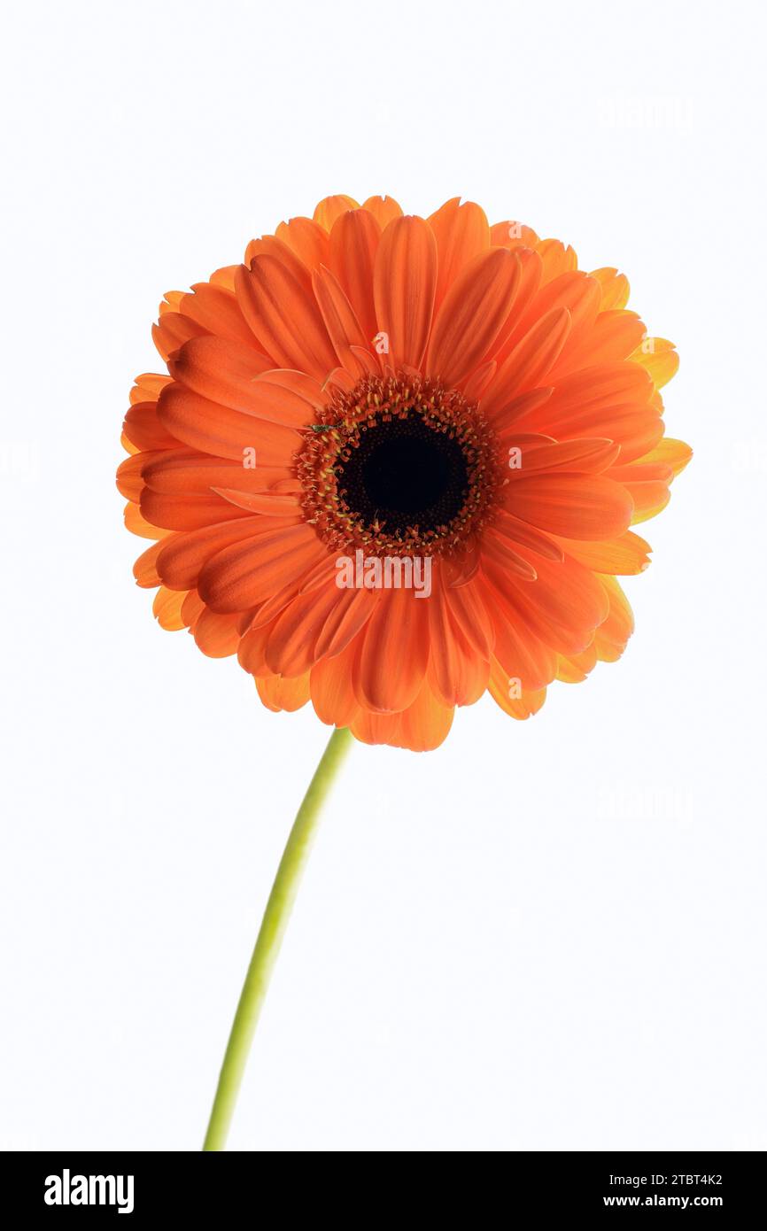 Gerbera (Gerbera ibrida), fiore Foto Stock