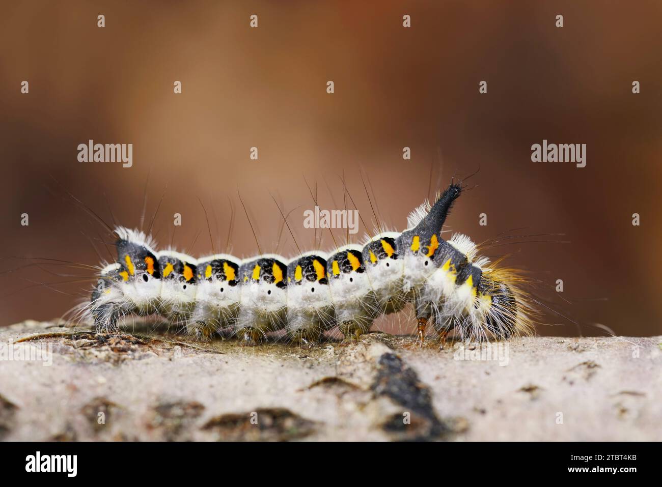 Arrow Owl (Acronicta psi), caterpillar in autunno, Renania settentrionale-Vestfalia, Germania Foto Stock