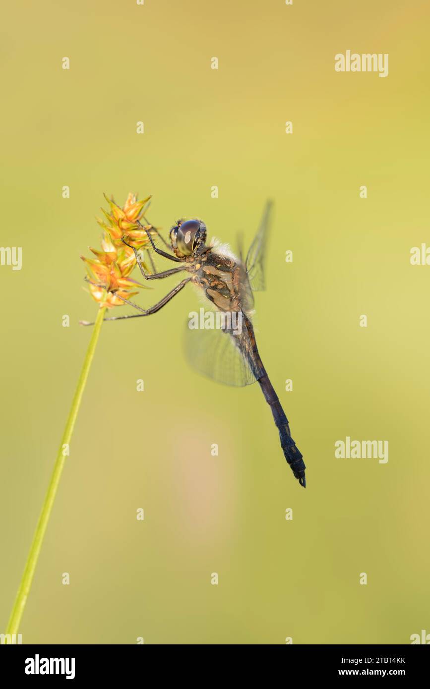 Damselfly nera (Sympetrum danae), maschio, Renania settentrionale-Vestfalia, Germania Foto Stock