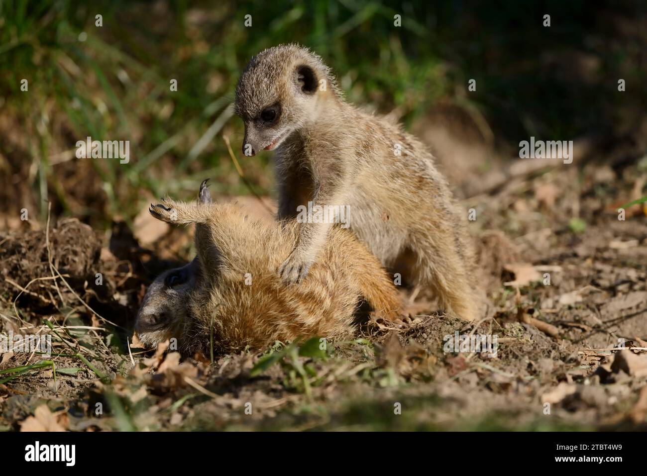 Meerkat o suricata (Suricata suricatta), giocando animali giovani Foto Stock