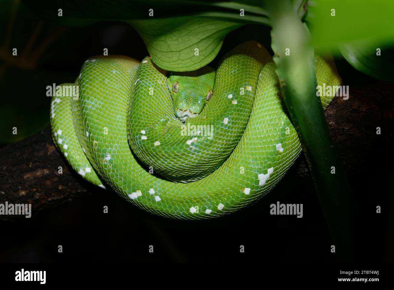 Pitone verde (Morelia viridis), trovato in nuova Guinea Foto Stock