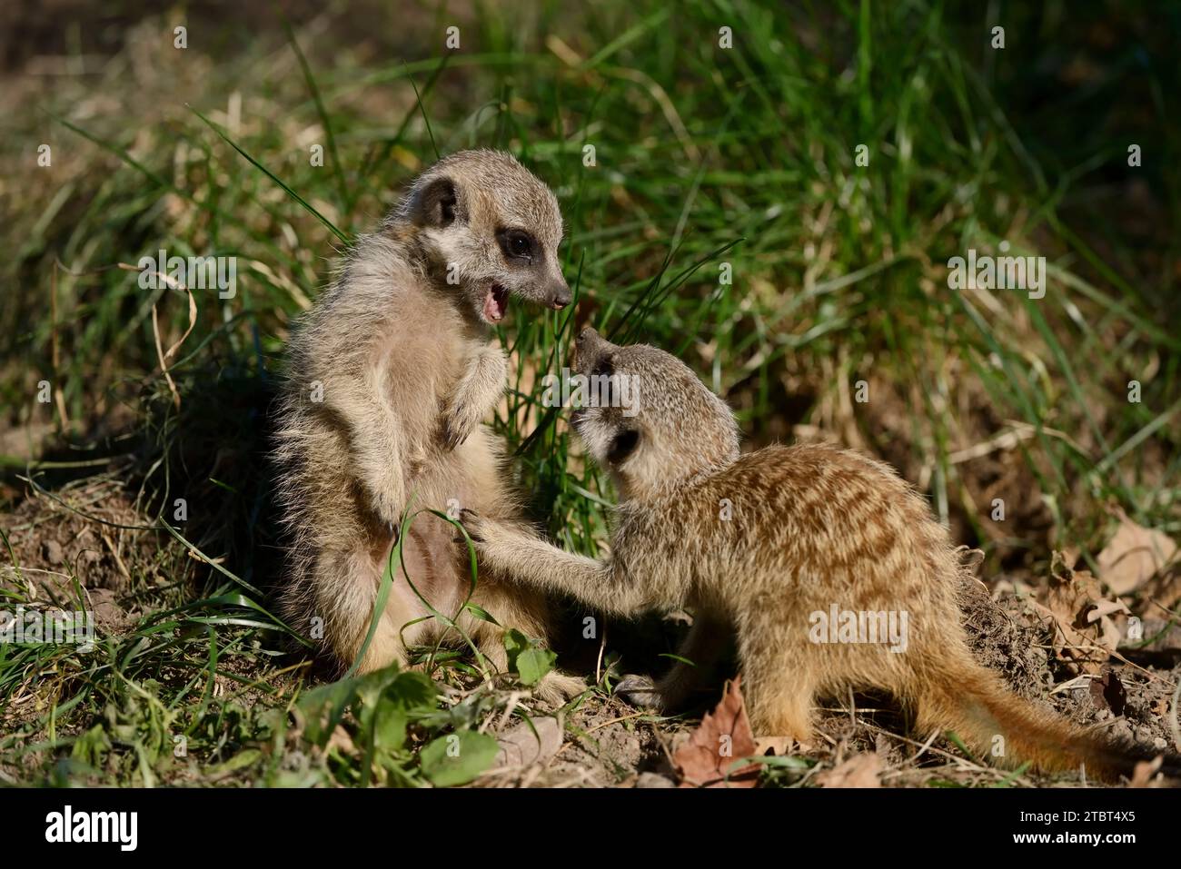 Meerkat o suricata (Suricata suricatta), giocando animali giovani Foto Stock