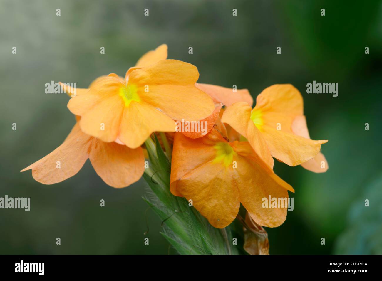 Crossandra (Crossandra infundibuliformis), fiori Foto Stock