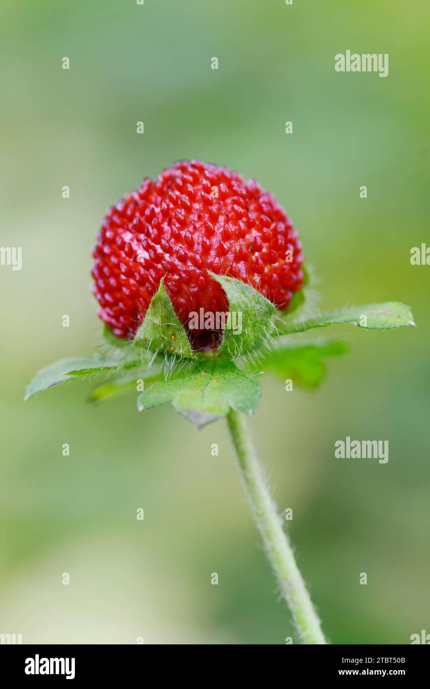 Fragola finta indiana (Duchesnea indica, Potentilla indica), frutta Foto Stock