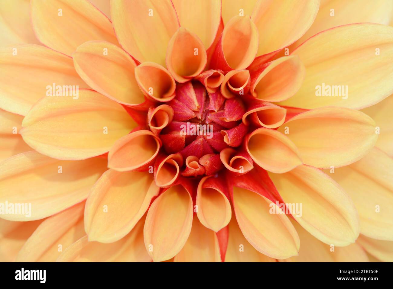 Dahlia (spec. Dahlia), dettaglio fiore, fiore giardino Foto Stock