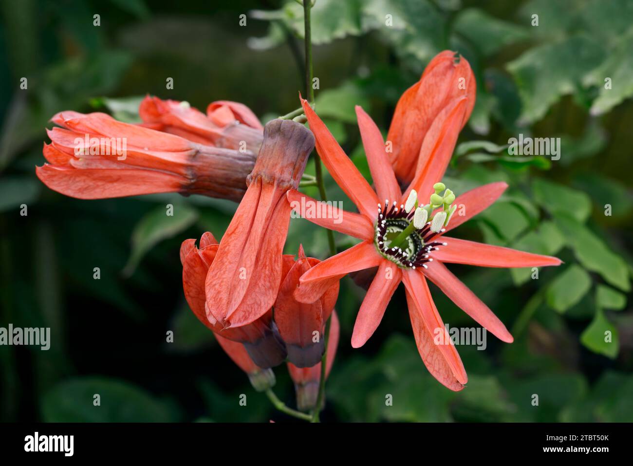 Fiore rosso della passione (Passiflora racemosa), fiori Foto Stock