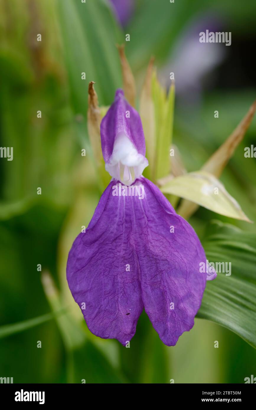 Orchidea allo zenzero (Roscoea auriculata), fiore, originaria dell'Himalaya orientale Foto Stock