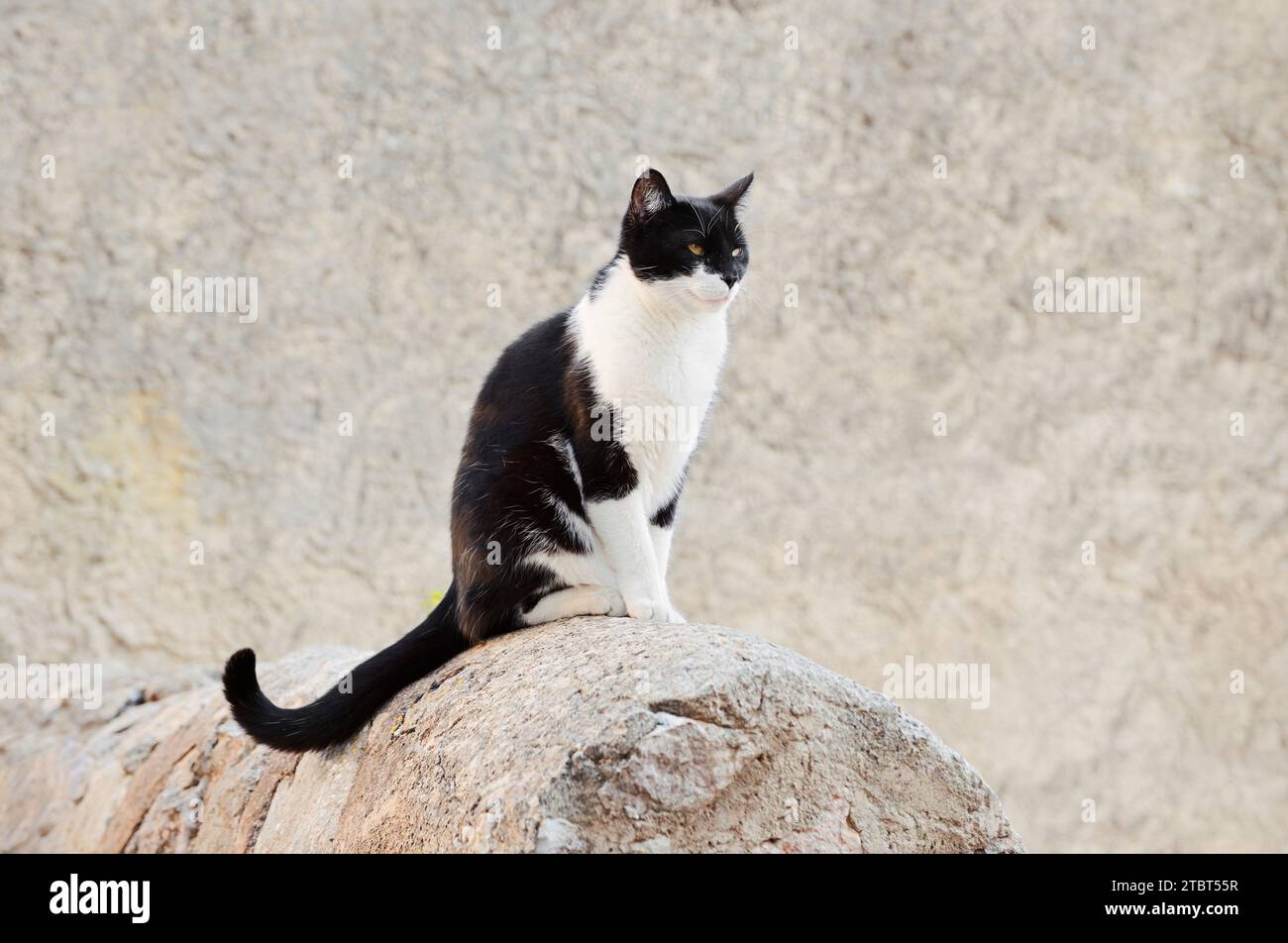 Gatto domestico (Felis catus) seduto su un muro, Maiorca, Isole Baleari, Spagna Foto Stock