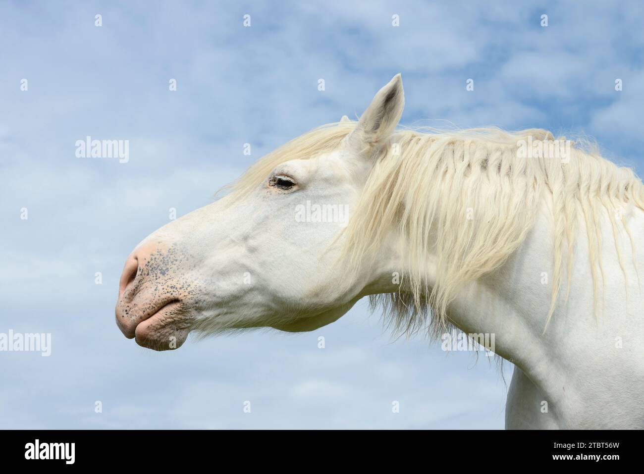 Percheron (Equus caballus), ritratto, Normandia, Francia Foto Stock