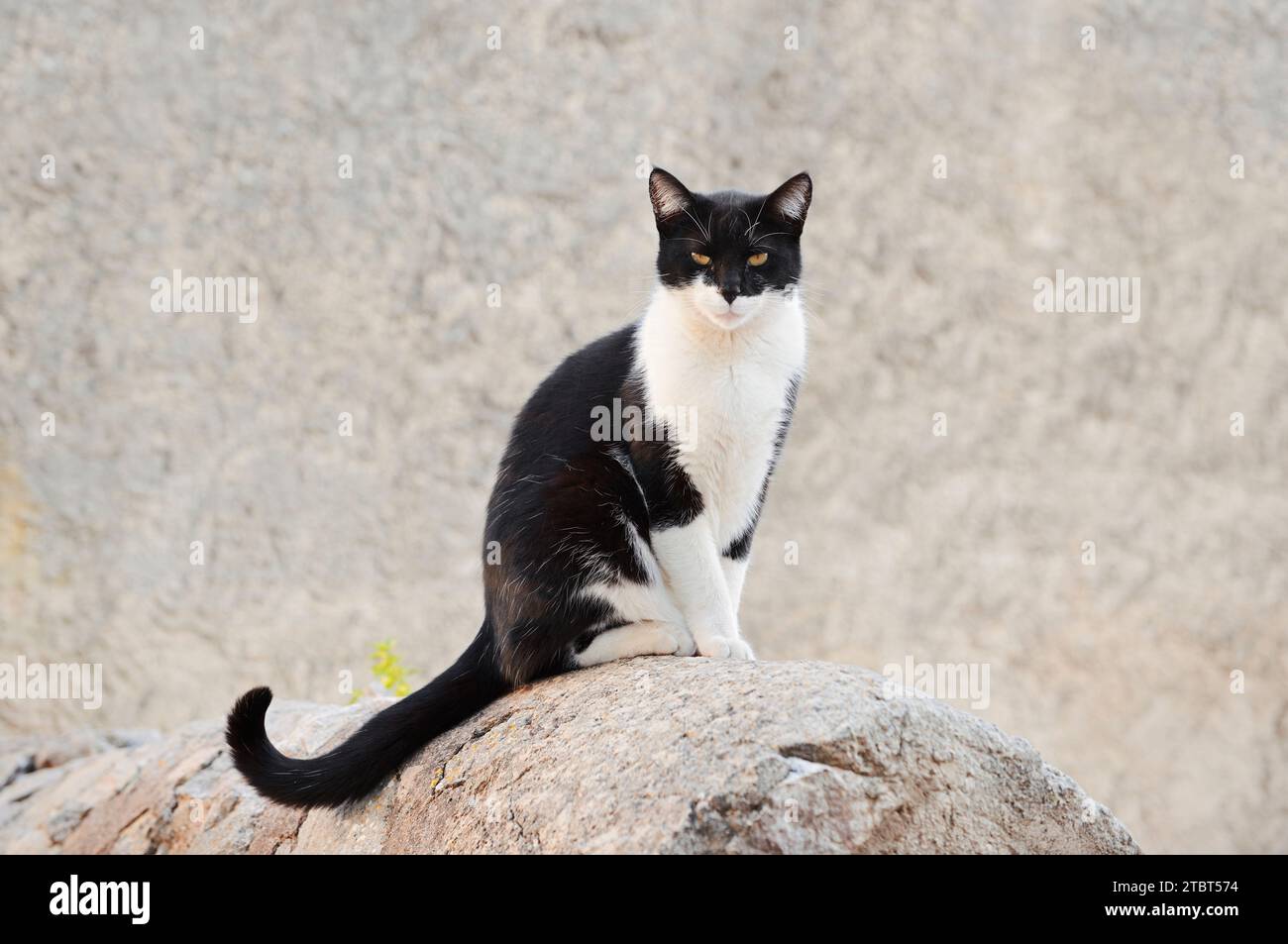 Gatto domestico (Felis catus) seduto su un muro, Maiorca, Isole Baleari, Spagna Foto Stock