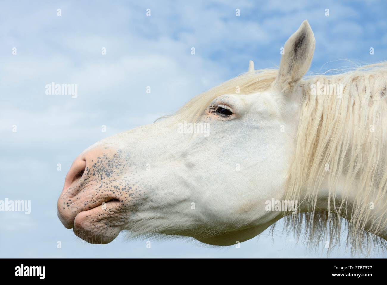 Percheron (Equus caballus), ritratto, Normandia, Francia Foto Stock