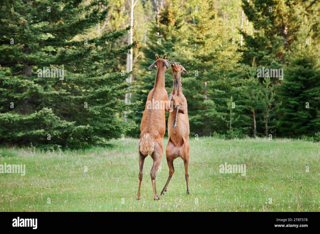 Wapiti (Cervus canadensis), donne e uomini che combattono sulle loro gambe posteriori, Jasper National Park, Alberta, Canada Foto Stock