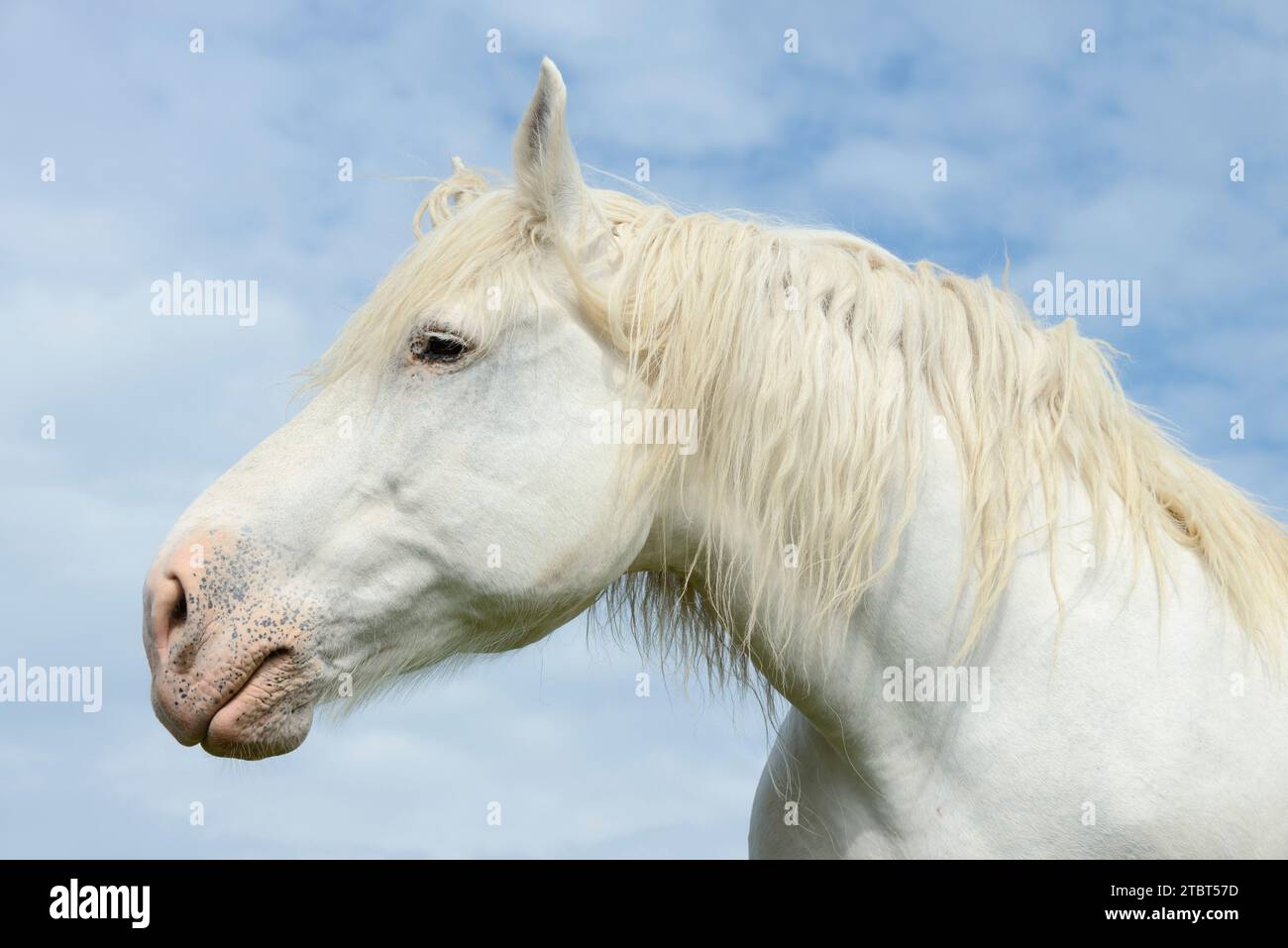 Percheron (Equus caballus), ritratto, Normandia, Francia Foto Stock
