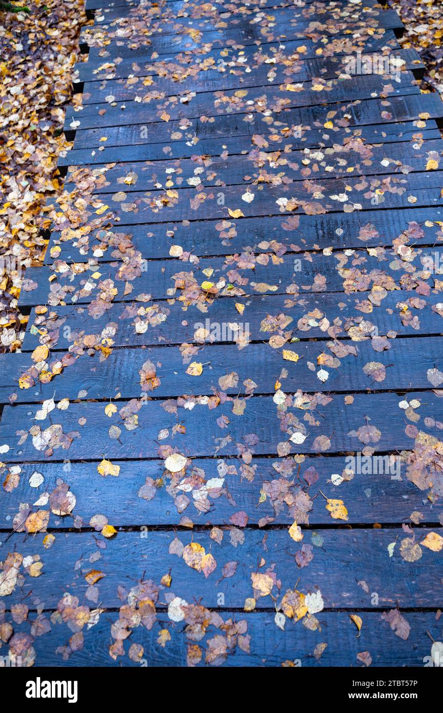 Molte foglie autunnali su un sentiero bagnato fatto di tavole di legno dopo una pioggia in autunno Foto Stock