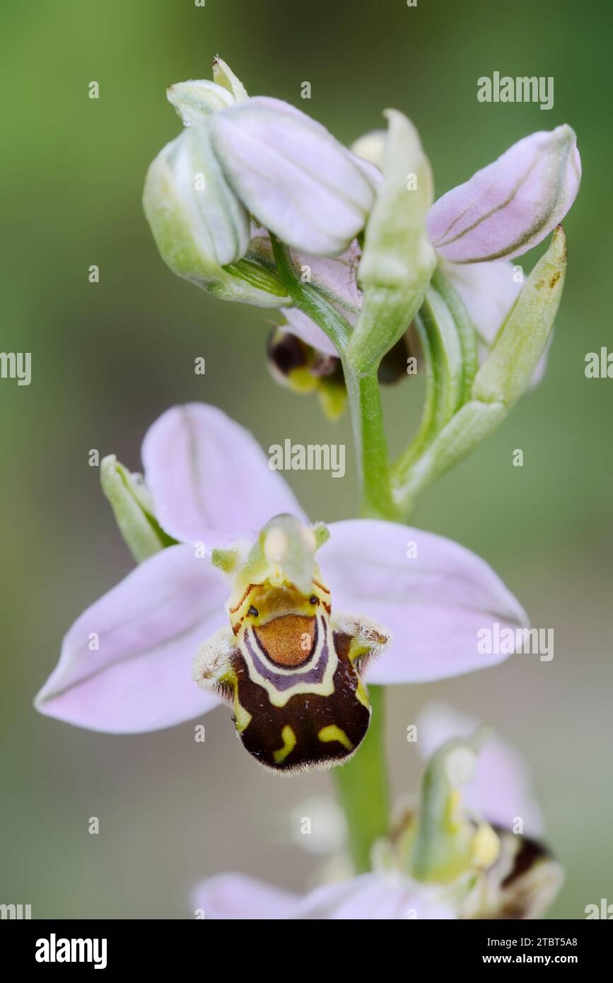 Orchidea (Ophrys apifera), fiore, Bretagna, Francia Foto Stock